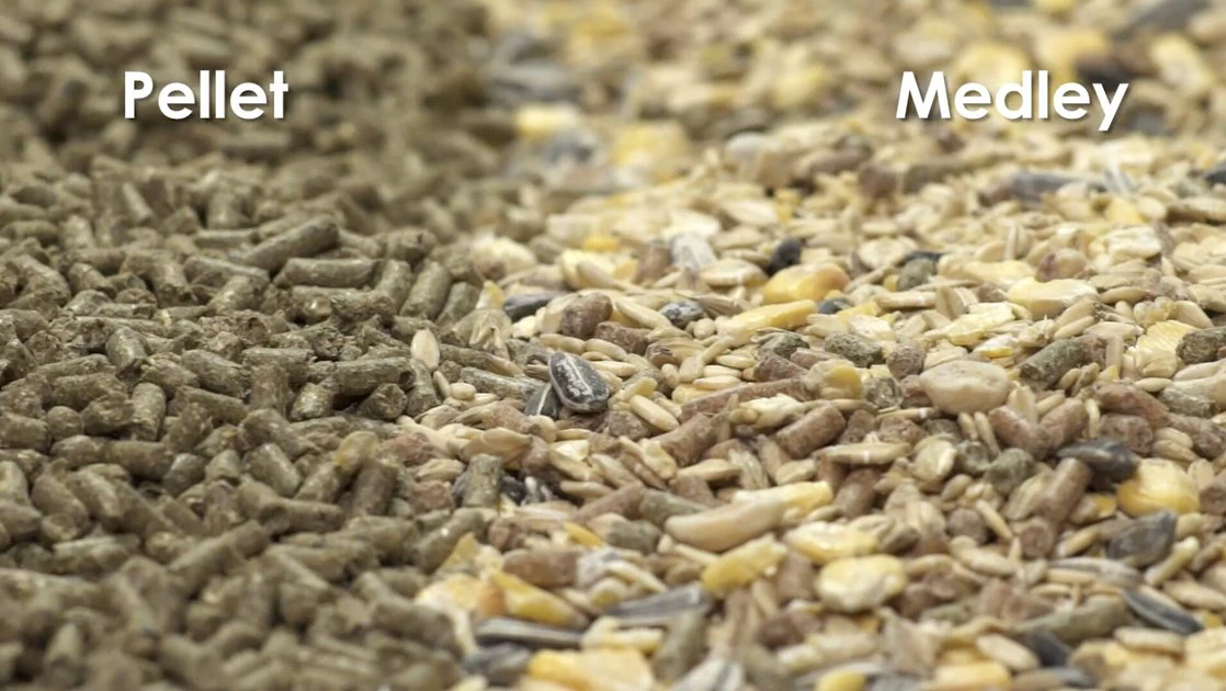 Kaytee Supreme Fortified Daily Diet Guinea Pig Food - Image 7